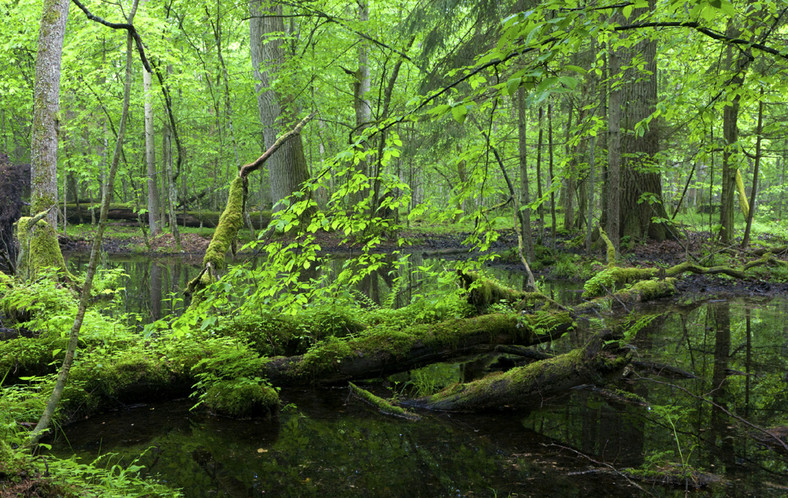 Puszcza Białowieska