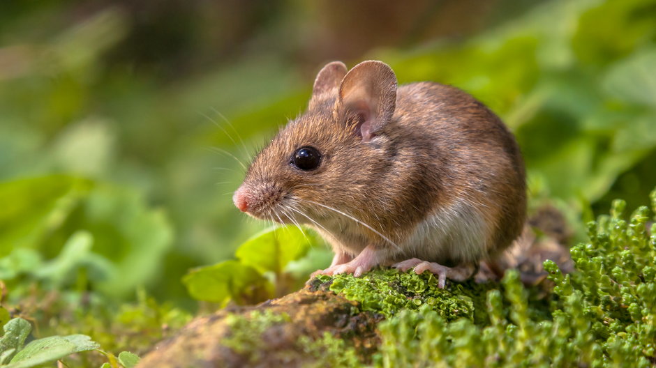 Chcą zabić ponad milion myszy w RPA (zdjęcie ilustracyjne)