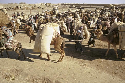 Afghanistan, Kamelfhrer auf Rastplatz / Foto 1973