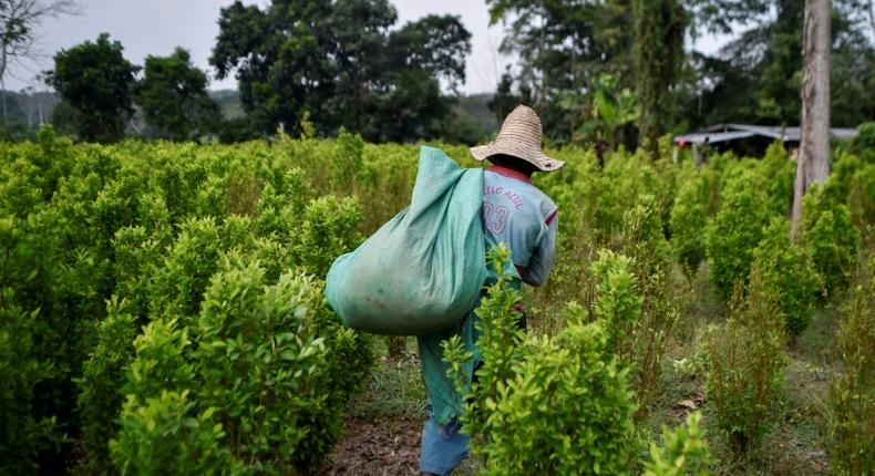 A Venezuelan migrant working as a leaf picker in a Colombian coca planatation