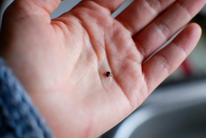 Semmelweis Egyetem: a kezeletlen Lyme-kór akár évtizedekkel később is súlyos tüneteket okozhat