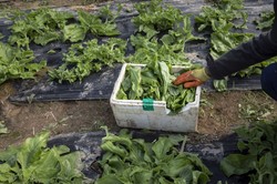 Polityka „zero covid” zmusza chińskich rolników do niszczenia upraw