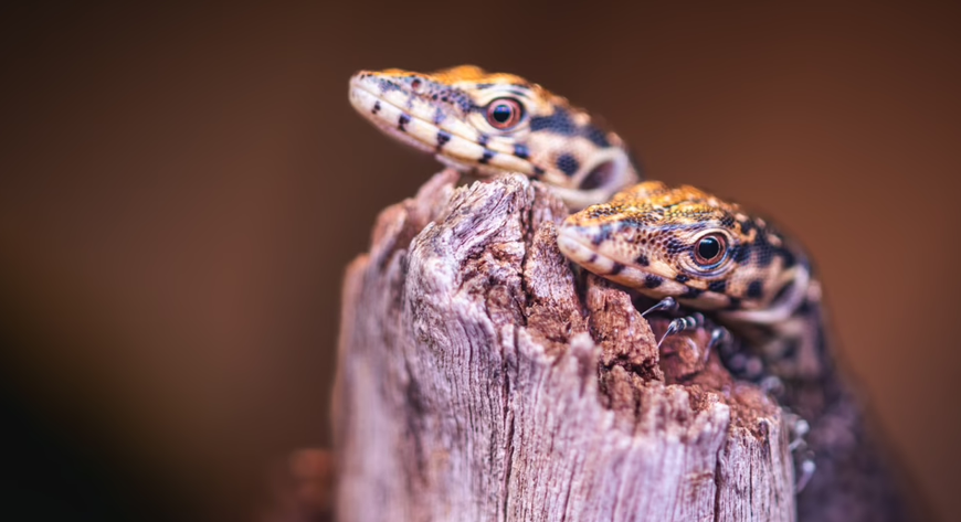 Młode osobniki mieszkają we wrocławskim terrarium w zoo