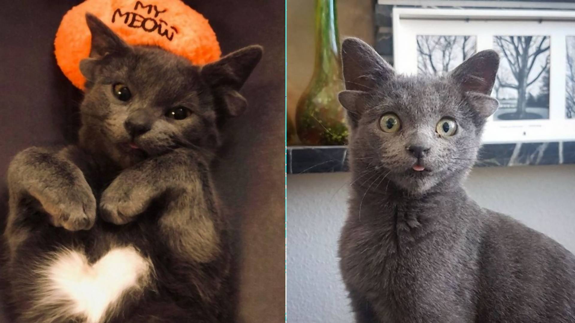 Pre nezvyčajnú mutáciu je z nej hviezda a miláčik internetu: Mačka sa narodila so štyrmi ušami