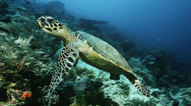 A hatalmas métékű műanyagszennyezés miatt haltak meg a frissen kikelt teknősök Fotó: Northfoto 