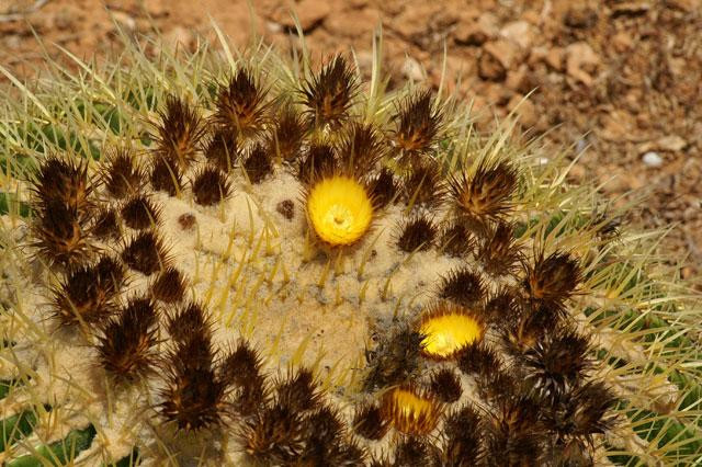 Galeria Hiszpania - Botanicactus, obrazek 11