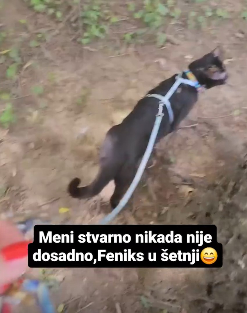 Lidija Vukićević šetka mačku na povocu