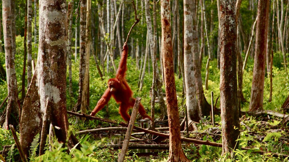 WWF: problem z wycinką lasów