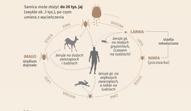 Cykle życia kleszcza