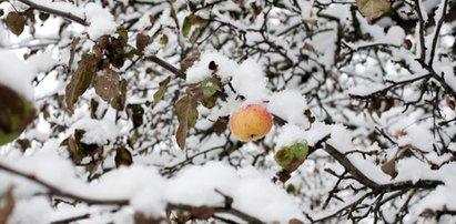 Przez tę zimę czeka nas prawdziwa inwazja