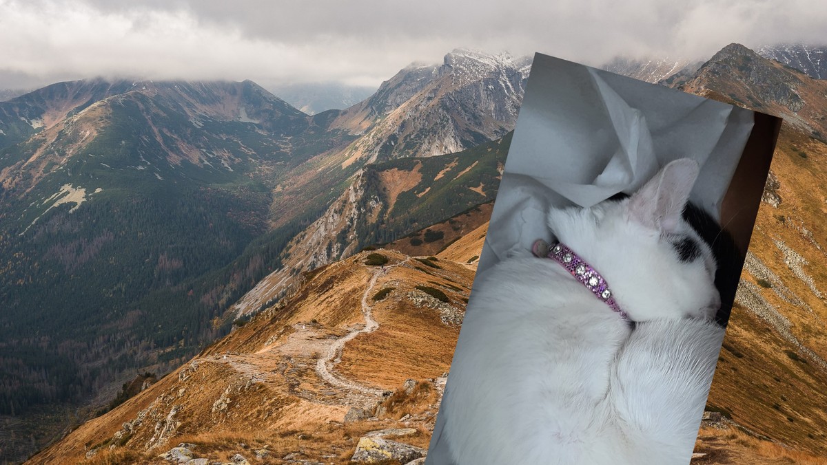 Tatry. Na szlaku znaleziono kota. Zwierze czeka na swego właściciela