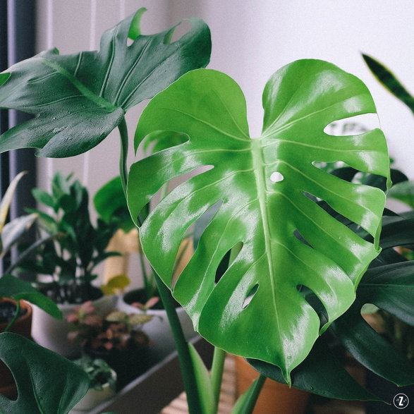 Monstera dziurawa (Monstera deliciosa)