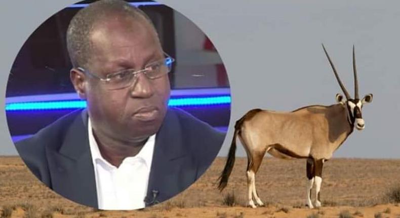 Sénégal: l'affaire des oryx morts qui éclabousse le ministre de l'Environnement