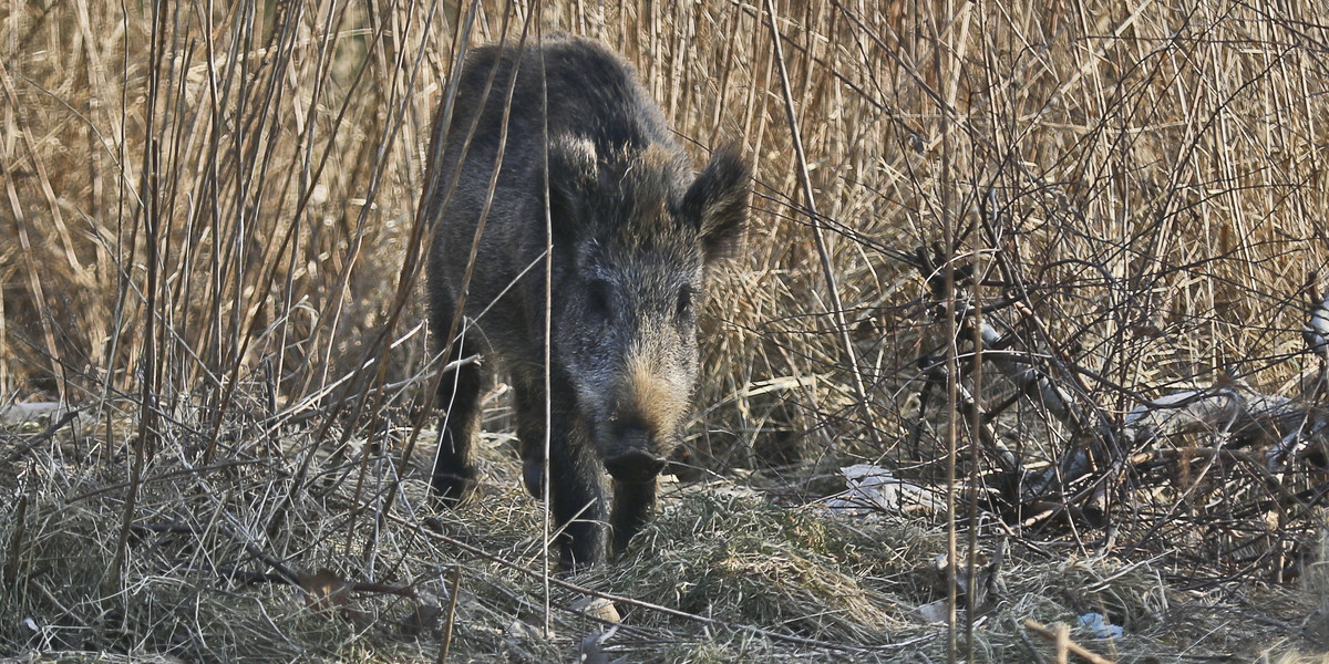 Mieszkańcy Białegostoku alarmują, że w ich okolicy coraz śmielej zapuszczają się dziki.