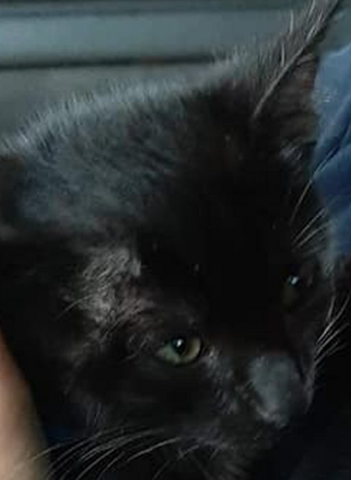 Pijany zwyrodnialec katował małego czarnego kotka. Musieli go obezwładnić policjanci