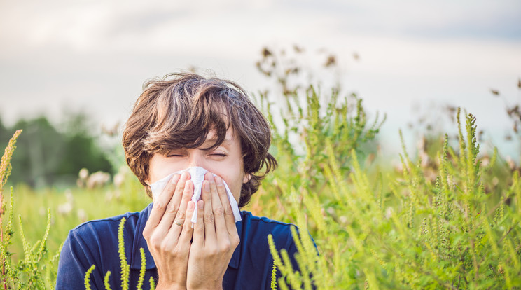 A globális felmelegedés miatt egyre rosszabb a pollenszezon. / Fotó: Shutterstock