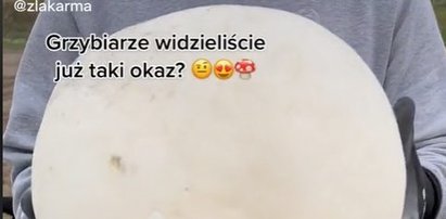 Grzyby większe od ludzkiej głowy! Tiktokerka pochwaliła się nagraniem z grzybobrania