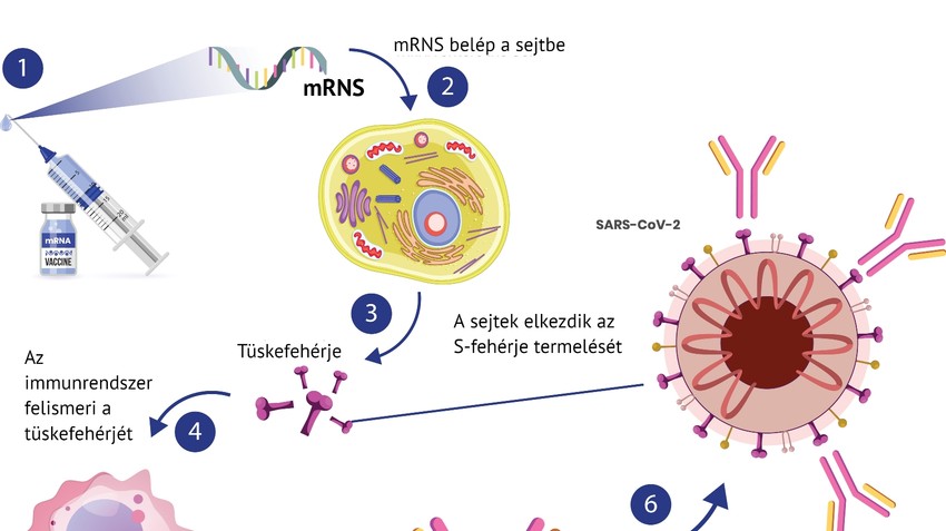 mRNS vakcina működese - EgészségKalauz