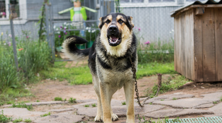 Újévtől le kell venni a láncról ezt a kutyát is / Fotó: SHUTTERSTOCK