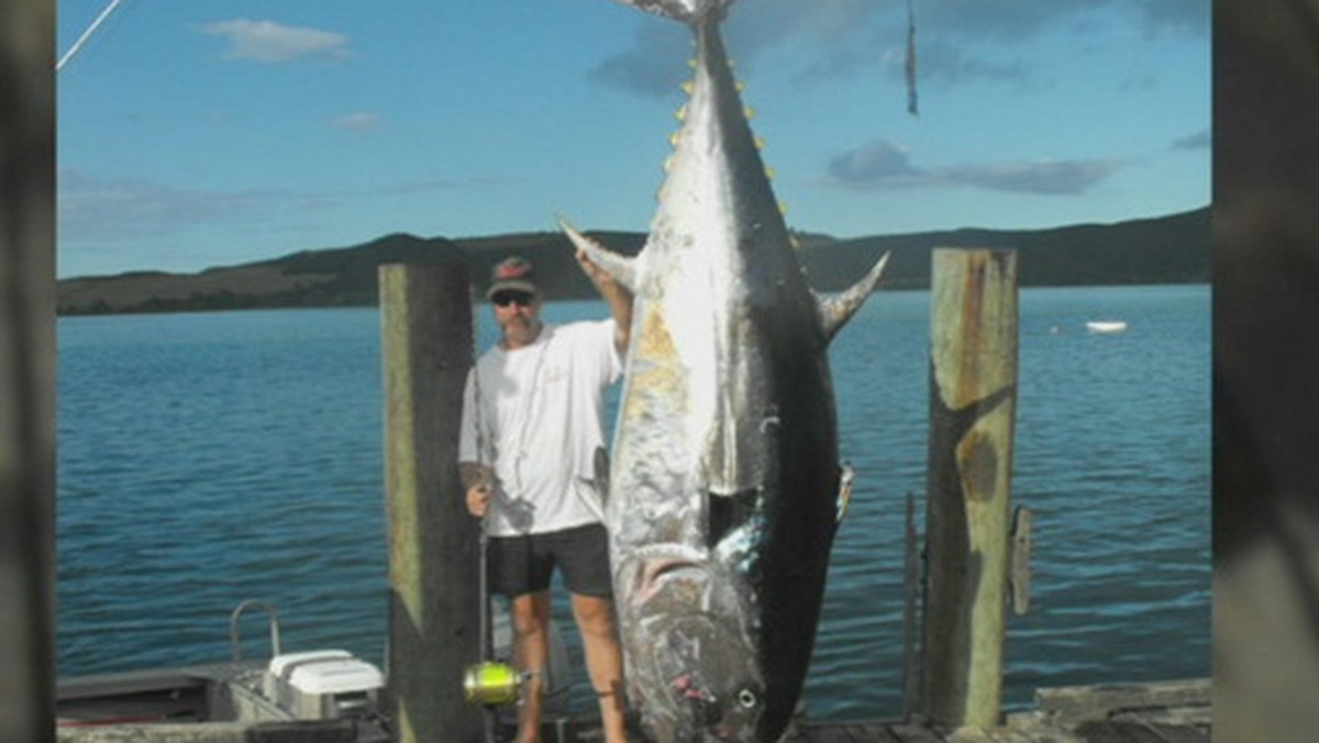 42-letni nowozelandzki rybak Nathan Adams stał się nowym światowym rekordzistą, wyławiając z morza u wschodniego wybrzeża Wyspy Północnej ponad 335-kilogramowego tuńczyka. Osiągnięcie jest tym bardziej imponujące, że Adams gigantyczną rybę wyłowił korzystając z maleńkiej, zaledwie 6-metrowej łódki, informuje portal news.sky.com.