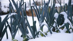 warzywa, które rosną zimą w ogrodzie. top 3