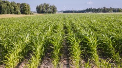 Eksport produktów rolnych z Ukrainy wzrósł w maju o 80 proc.