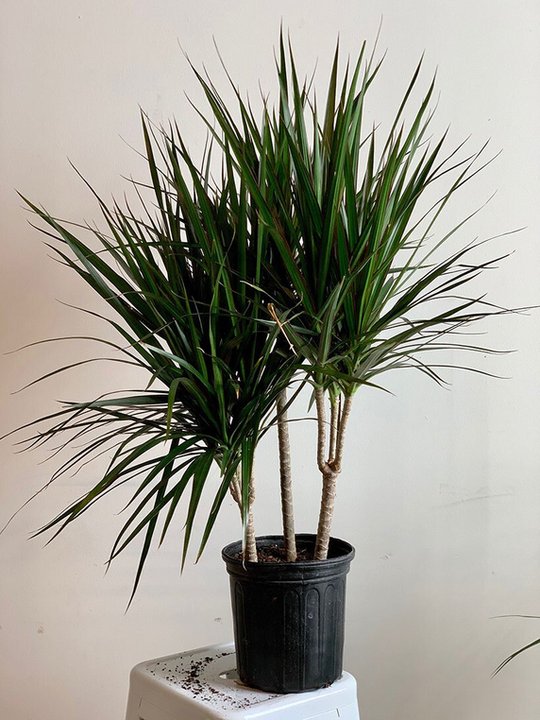 Dracena obrzeżona, łac. dracaena marginata