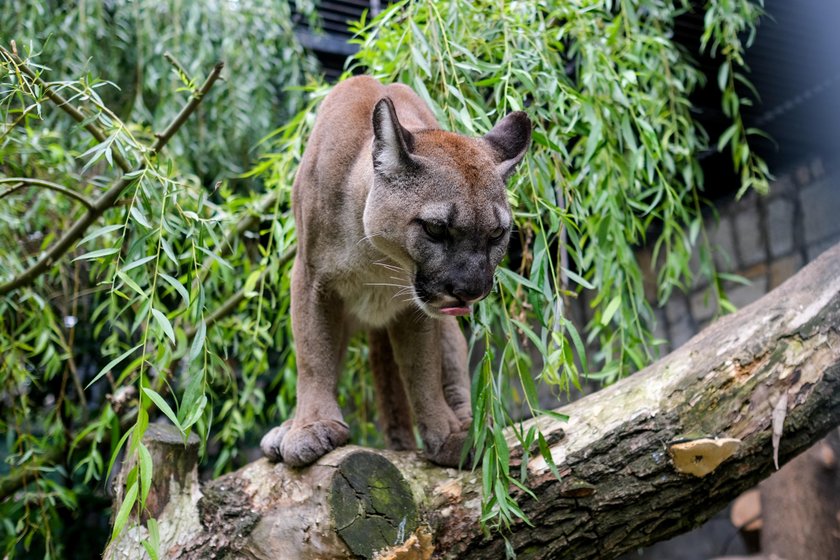 Nubia trafiła do śląskiego ZOO