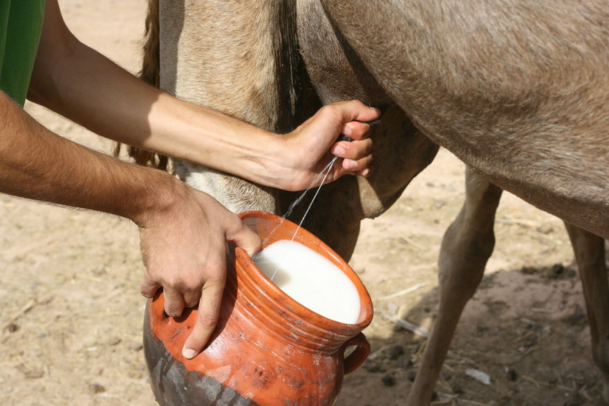 Mleko jest pozyskiwane od samic wielbłądów