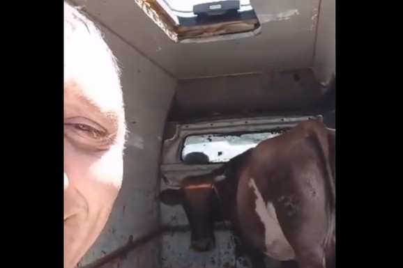 Stočar Medo na Jadran stigao sa kravom! Razlog zbog kog ju je poveo nasmejao region: "Joj majko draga, šta sad da radim?" (VIDEO)