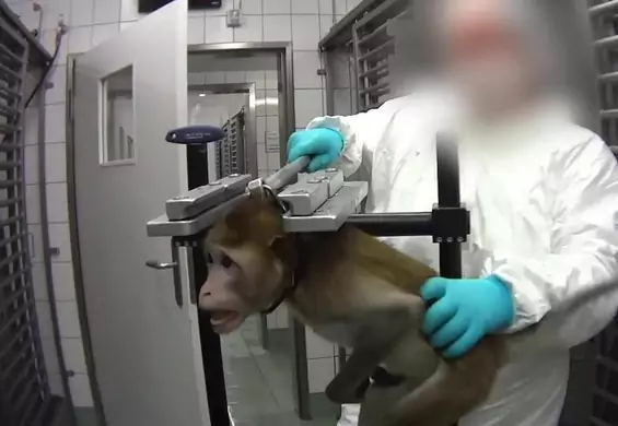"Laboratorium śmierci" w Hamburgu zostało zamknięte po 50 latach. 200 zwierząt trafi do adopcji