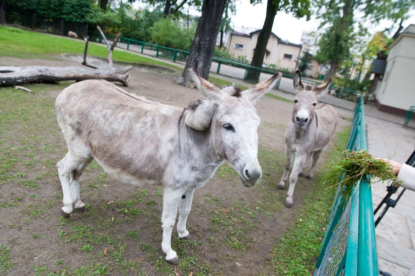 Osły z poznańskiego zoo.