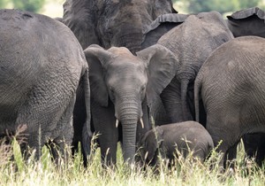 Ilustracija: slonovi