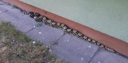 Groza na osiedlu! Wąż-gigant grasował pod blokiem