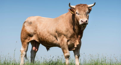 Uwaga! Byk na gigancie! To trzystukilogramowy kolos. Może być bardzo groźny!