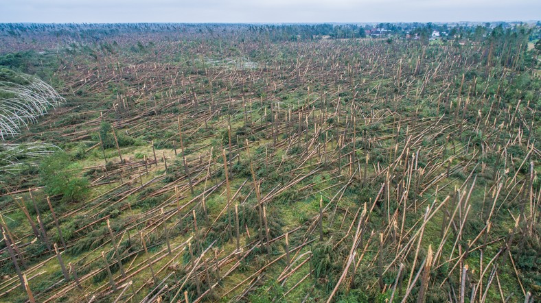 Widok na zniszczony las w okolicy miejscowości Rytel