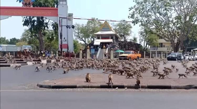 Majom apokalipszis Thaiföldön