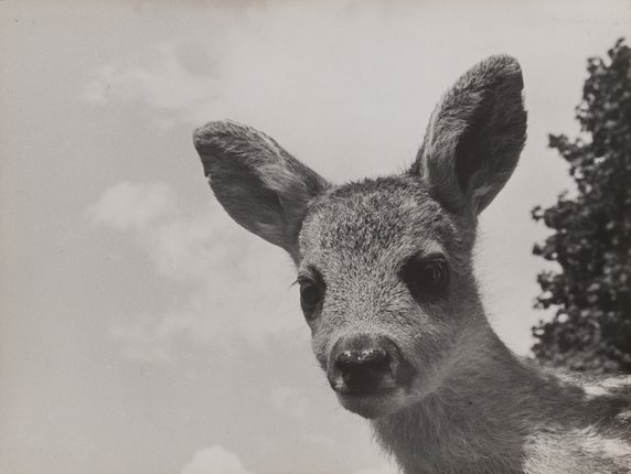 Polski sir David Attenborough. Włodzimierz Puchalski i jego wyjątkowy świat przyrody