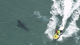 Akár a horrorfilmekben:  cápa végzett egy szörfössel