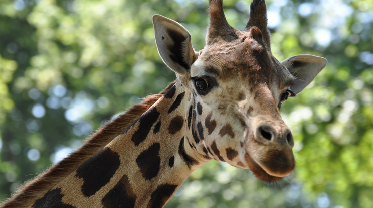Bajba jutott zsiráfot mentettek egy japán állatkert gondozói /Illusztráció: Northfoto