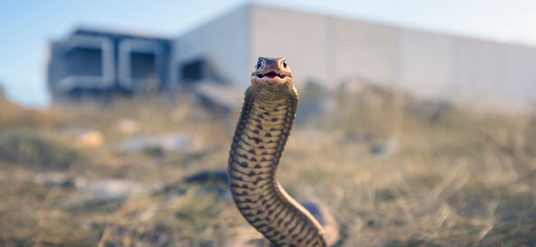 Przez zmiany klimatu możemy spodziewać się nowych jadowitych węży