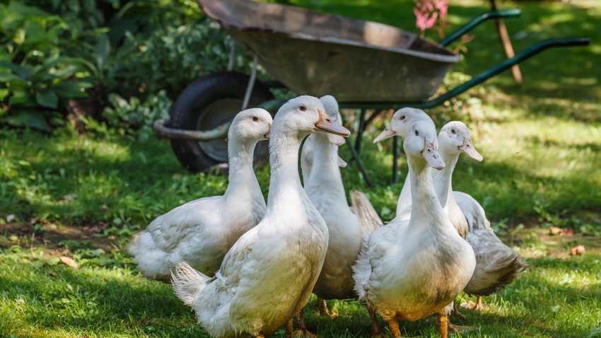 madárinfluenza magyar megye H5N1