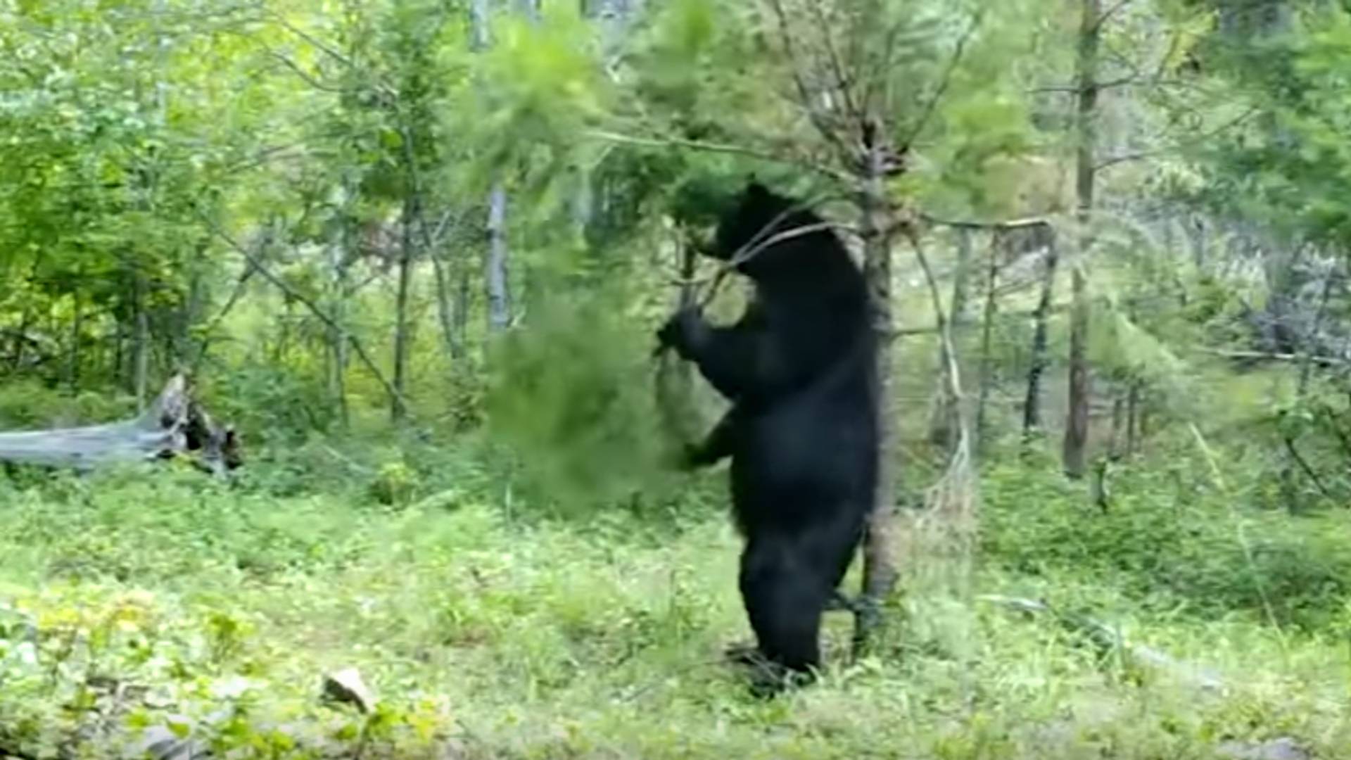 Možda ti je meda smešan, ali zamisli kako je nesrećnom drvetu