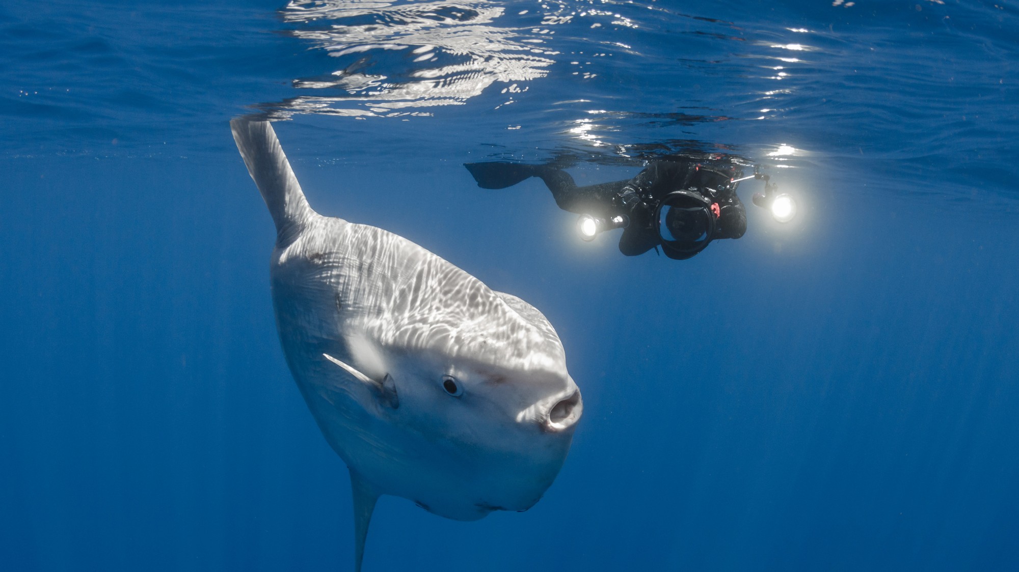Muž sa ocitol v blízkosti obrovskej ryby.