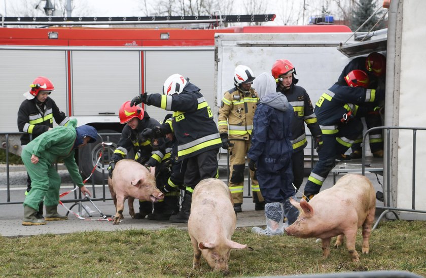 Wypadek. Przewrócił się tir ze świniami