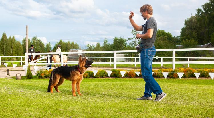 Segít a kutyatréner: hogyan kell behívni egy kutyát (videó)