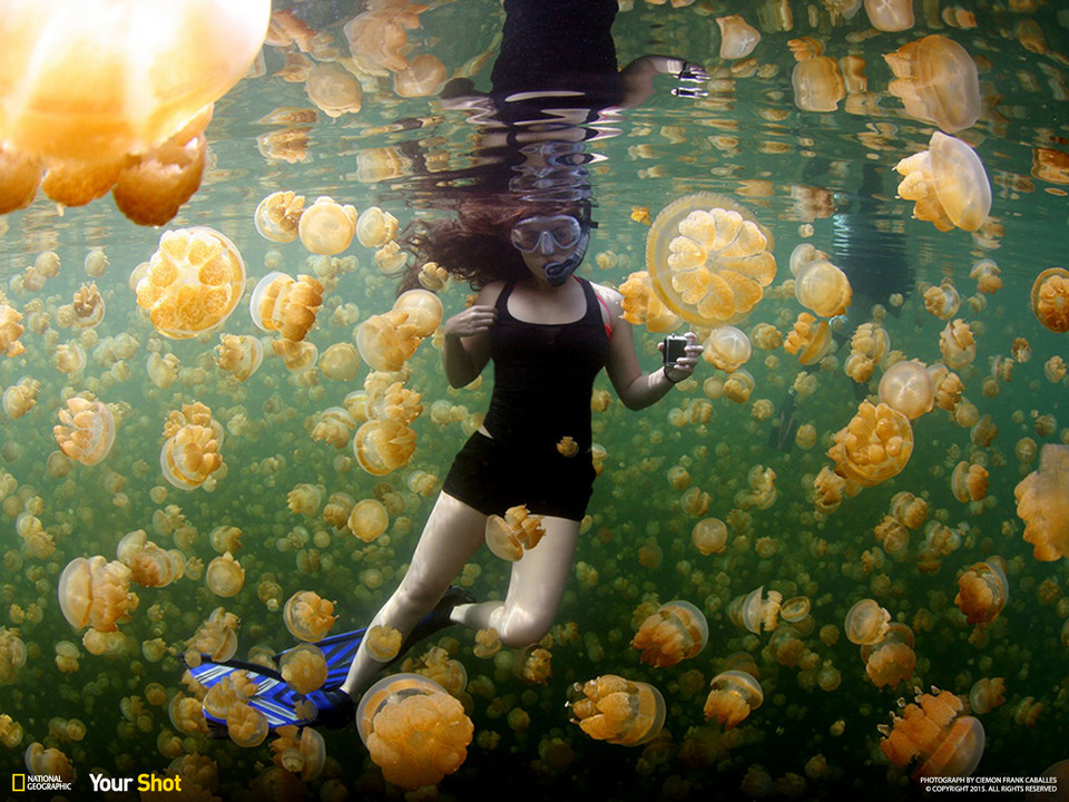 Ciemon Frank Caballes - Yellow Jellies (pol. Żółte meduzy) / National Geographic Your Shot Favorite Photos of the Day