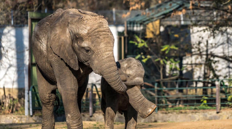 Az elefántborjak gyakran bolondoznak egymással: Kimaninak már most sincs esélye
Kitó ellen /Fotó: Nyíregyházi Állatpark