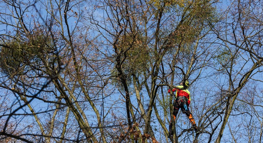 Jemioła z drzew w Gdańsku jest usuwana dzięki wsparciu mieszkańców w ramach budżetu obywatelskiego, a także przy współpracy z radami dzielnic.