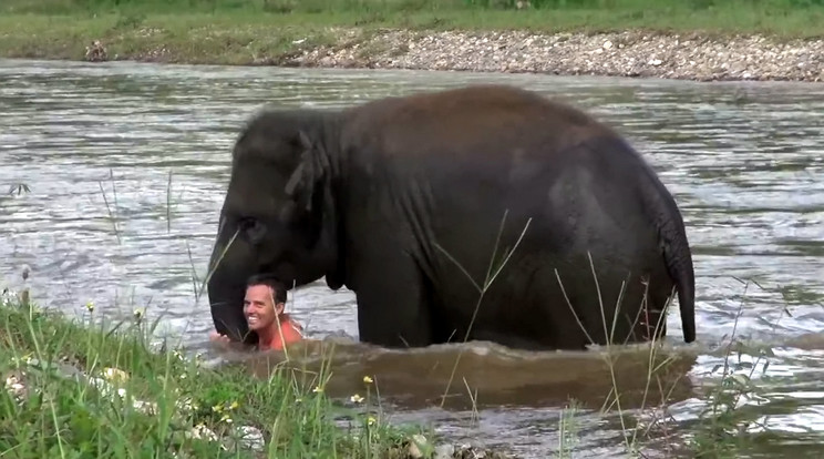A fiatal elefánt azonnal a férfi segítségére sietett / Fotó:Northfoto